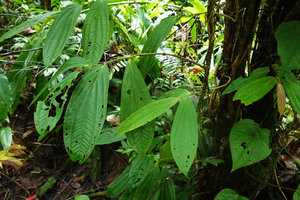 Medinilla sp. 3, plagiotropic anisophyllous stems, Halisi, Vangunu, Solomon Islands