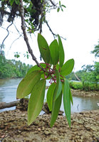 Medinilla cauliflora, thick isophyllous opposite leaves and pink berries, Halisi, Vangunu, Solomon Islands