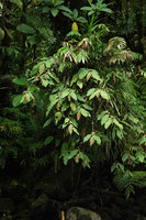 Medinilla mortonii, the green leaved form as a bushy epiphyte overhanging the river, Imbu Rano, Kolombangara, Solomon Islands