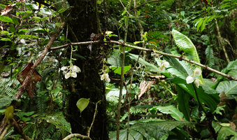 Medinilla mortonii, the green leaved form, hanging inflorescences along a defoliated plagiotropic stem, Imbu Rano, Kolombangara, Solomon Islands