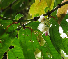Medinilla mortonii, the green leaved form, strong anisophylly, hanging inflorescence with white bracts and pink flower bud, Imbu Rano, Kolombangara, Solomon Islands