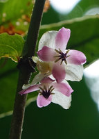 Medinilla mortonii, the green leaved form, white bracts and flowers with 4 pink petals, Imbu Rano, Kolombangara, Solomon Islands