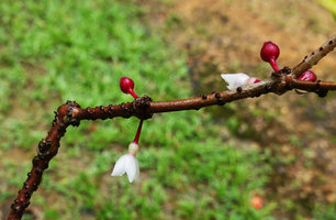 Medinilla cauliflora, flowers and bright red berries, Imbu Rano, Kolombangara, Solomon Islands