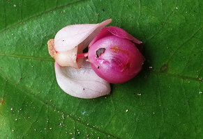 Medinilla cf. anisophylla, bracts and flower, Imbu Rano, Kolombangara, Solomon Islands