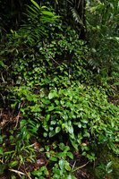 Medinilla cf. anisophylla carpeting the soil and dead tree logs, similar in leaf shape and growth habits to Streptolirion volubile, Imbu Rano, Kolombangara, Solomon Islands