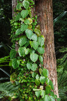 Medinilla cf. anisophylla and Medinilla erpetina climbing on the same tree trunk, Imbu Rano, Kolombangara, Solomon Islands