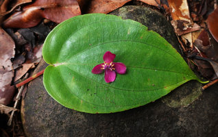 Medinilla cf. anisophylla, leaf and flower, Imbu Rano, Kolombangara, Solomon Islands