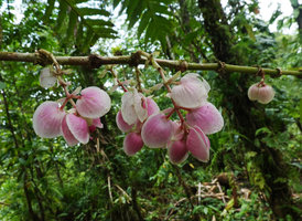 Medinilla cf. tulagiensis, hanging inflorescences, each small narrow bract axilling one axis with two large pink bracts enclosing a terminal flower, Noro, New Georgia, Solomon Islands