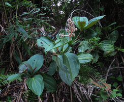 Medinilla speciosa, individual with erect inflorescence on forest earth bank, Fraser&#039;s Hill, Malaysia