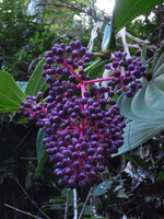 Medinilla speciosa, mature infructescence, Fraser&#039;s Hill, Malaysia