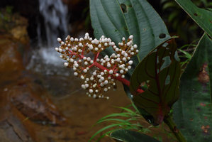 Medinilla plumosa inflorescence, Rondon Ridge, 2000 m asl, Mount Hagen, Papua New Guinea