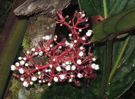 Medinilla sp., red inflorescence axis, white flowers and purple berries, Rondon ridge, 2000 m asl, Mount Hagen, Papua New Guinea