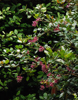 Medinilla stephanostegia, flowering branches, Mesilau, Kinabalu NP, Sabah