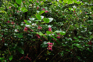 Medinilla stephanostegia, hanging terminal and cauliflorous inflorescences, around Poring, Kinabalu NP, Sabah, Borneo