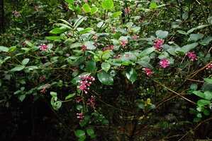 Medinilla stephanostegia, infructescences, Mesilau, Kinabalu NP, Sabah, 
