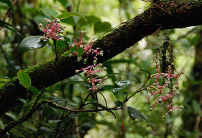 Medinilla stephanostegia, maturing infrictescences, Mesilau, Kinabalu NP, Sabah