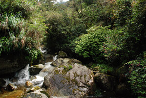 Medinilla stephanostegia on rocks of the banks along the Mesilau river, Kinabalu NP, Sabah