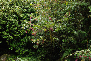 Medinilla stephanostegia on the rocky banks of Mesilau river, Kinabalu NP, Sabah