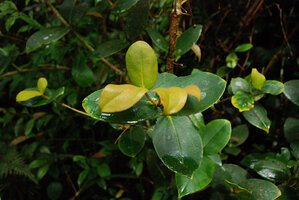 Medinilla stephanostegia, sessile opposite leaves, Mesilau, Kinabalu NP, Sabah