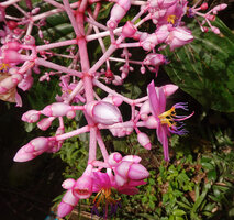 Medinilla cf. teysmannii, flower buds and one flower at anthesis, monomorphic stamens contrary to the real M. teyssmannii, Apolog, Negros, Philippines