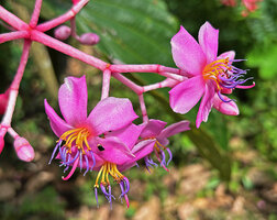 Medinilla cf.  teysmannii, flowers at anthesis, monomorphic stamens contrary to the real M. teyssmannii, Apolog, Negros, Philippines