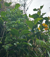 Medinilla vanoverberghii, abaxial surface of leaves, Banaue, 1700 m asl, Luzon, Philippines