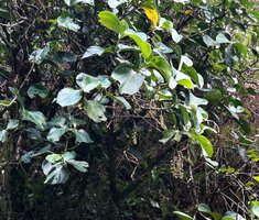 Medinilla vanoverberghii, cauliflorous inflorescences at preanthesis freely hanging under the foliage, Banaue, 1700 m asl, Luzon, Philippines