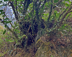 Medinilla vanoverberghii, erect fasciculate stem bases covered with mosses and epiphytic ferns, Banaue, 1700 m asl, Luzon, Philippines