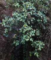 Medinilla vanoverberghii fully exposed to sun light on rocks along a waterfall, Banaue, 1700 m asl, Luzon, Philippines