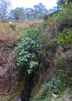 Medinilla vanoverberghii fully exposed to sunlight on the vertical rocky small waterfall, Banaue, 1700 m asl, Luzon, Philippines