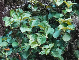 Medinilla vanoverberghii, leaves, Banaue, 1700 m asl, Luzon, Philippines