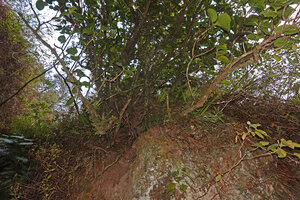 Medinilla vanoverberghii, multiple stem bases and root system covering the surface of a big boulder close to a waterfall, Banaue, 1700 m asl, Luzon, Philippines