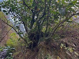Medinilla vanoverberghii, multiple stems emerging from the base, Banaue, 1700 m asl, Luzon, Philippines