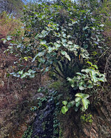 Medinilla vanoverberghii, multistemmed big shrub with large bright green shiny leaves, Banaue, 1700 m asl, Luzon, Philippines