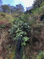 Medinilla vanoverberghii, multistemmed saxicolous big shrub on the rocks pf a small waterfall in a highly perturbated area, Banaue, 1700 m asl, Luzon, Philippines