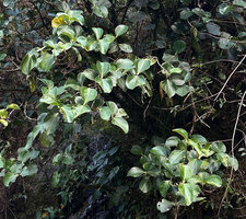 Medinilla vanoverberghii, wide undulate bright green shiny leaves, Banaue, 1700 m asl, Luzon, Philippines