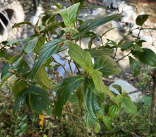 Medinilla lagunae, Imugan Falls, Santa Fe, Luzon, Philippines
