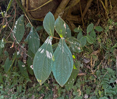 Medinilla venosa, Imugan Falls, stems emerging from a rocky shaded bank, panduriform sligntly anisophyllous leaves, Santa Fe, Luzon, Philippines