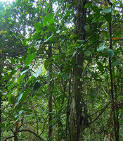 Medinilla venusta, a climbing cauliflorous epiphyte, Cameron Highlands, Malaysia