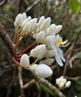 Medinilla venusta, cauliflorous branched inflorescence, Cameron Highlands, Malaysia