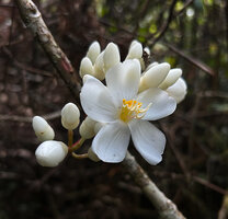 Medinilla venusta, characteristic quite big pure white flowers, Cameron Highlands, Malaysia