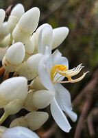 Medinilla venusta, cupular calyx, petals and stamens, Cameron Highlands, Malaysia