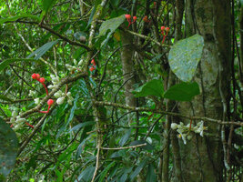 Medinilla venusta, inflorescences and infructescences, Cameron Highlands, Malaysia