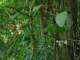 Medinilla venusta, white flowers and red berries, Cameron Highlands, Malaysia
