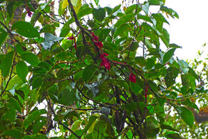 Medinilla waterhousei, flowering branch and leaves, Taveuni, Fiji