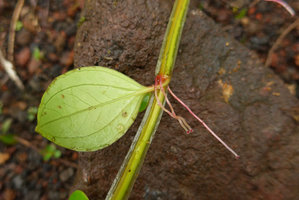 Medinilla waterhousei, stolon like hyaline winged stem with axillary roots, Taveuni, Fiji