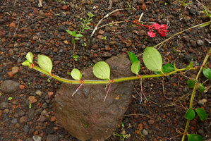 Medinilla waterhousei, young stolon like hyaline winged stem with axillary roots, Taveuni, Fiji