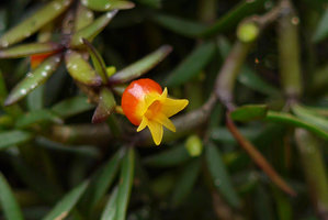 Mediocalcar decoratum, Rondon Ridge, 2000 m asl, Mount Hagen, Papua New Guinea