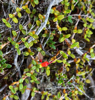 Mediocalcar pygmaeum, flower and branched stems, each sympodial unit with two foliage leaves, Anggi Lakes, 2300 m asl, Arfak Mts, West Papua