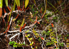 Mediocalcar pygmaeum mixed with another bigger orchid, Anggi Lakes, 2300 m asl, Arfak Mts, West Papua